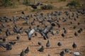 Eating and Flying Pigeons in the sky