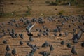 Eating and Flying Pigeons in the sky