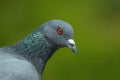 Indian Pigeon OR Rock Dove - The rock dove, rock pigeon, or common pigeon is a member of the bird family Columbidae Royalty Free Stock Photo
