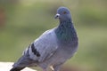Indian Pigeon OR Rock Dove - The rock dove, rock pigeon, or common pigeon is a member of the bird family Columbidae. In common Royalty Free Stock Photo