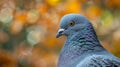 Indian Pigeon OR Rock Dove - The rock dove, rock pigeon, or common pigeon is a member of the bird family Columbidae. In