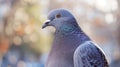 Indian Pigeon OR Rock Dove - The rock dove, rock pigeon, or common pigeon is a member of the bird family Columbidae. In Royalty Free Stock Photo
