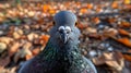 Indian Pigeon OR Rock Dove - The rock dove, rock pigeon, or common pigeon is a member of the bird family Columbidae. In Royalty Free Stock Photo