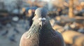 Indian Pigeon OR Rock Dove - The rock dove, rock pigeon, or common pigeon is a member of the bird family Columbidae. In Royalty Free Stock Photo