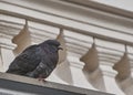 Indian Pigeon sitting on ledge of terrace and posing Royalty Free Stock Photo