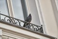 Indian Pigeon sitting on ledge of terrace and posing Royalty Free Stock Photo