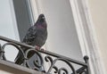 Indian Pigeon sitting on ledge of terrace and posing Royalty Free Stock Photo