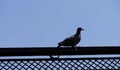 Indian Pigeon sitting on ledge of terrace and posing Royalty Free Stock Photo