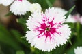 Indian pink, China pink flower Royalty Free Stock Photo