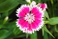 Indian pink, China pink flower Royalty Free Stock Photo