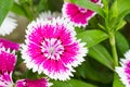 Indian pink, China pink flower Royalty Free Stock Photo