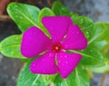 An indian pink flower with droplets in it ..nayantara..