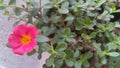 Indian pink purslane flower and leaves