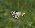 Indian Pioneer butterfly on the flower