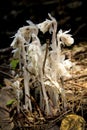 Indian pipes, Monotropa unifloria, Sunapee, New Hampshire.