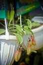 Indian Pitcher Plant