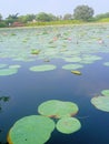 Indian pod beautiful looking lotus leaves flowers