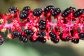 Indian poke berries Phytolacca acinosa