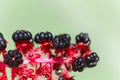 Indian poke berries Phytolacca acinosa