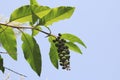 Indian poke, Indian pokeweed, with blue black coloured berries Royalty Free Stock Photo