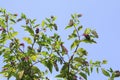 Indian poke, Indian pokeweed, with blue black coloured berries Royalty Free Stock Photo