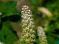 Indian poke or Phytolacca acinosa blossom close-up at flowerbed, selective focus, shallow DOF Royalty Free Stock Photo