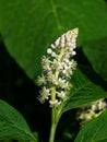 Indian poke or Phytolacca acinosa blossom close-up at flowerbed, selective focus, shallow DOF Royalty Free Stock Photo