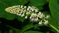 Indian poke or Phytolacca acinosa blossom close-up at flowerbed, selective focus, shallow DOF Royalty Free Stock Photo