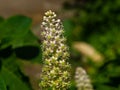 Indian poke or Phytolacca acinosa blossom close-up at flowerbed, selective focus, shallow DOF Royalty Free Stock Photo