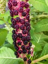 Indian poke Phytolacca acinosa in home garden in Poland