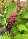 Indian poke Phytolacca acinosa in home garden in Poland