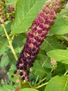 Indian poke Phytolacca acinosa in home garden in Poland