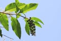 Indian poke, Indian pokeweed, with blue black coloured berries Royalty Free Stock Photo