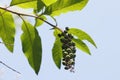 Indian poke, Indian pokeweed, with blue black coloured berries Royalty Free Stock Photo