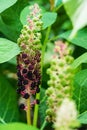 Indian Pokeberry Royalty Free Stock Photo