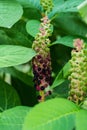 Indian Pokeberry Royalty Free Stock Photo