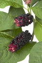 Indian Pokeweed berries