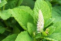 Indian pokeweed or Phytolacca acinosa