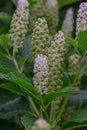 Indian pokeweed phytolacca acinosa, white flowers and green berries Royalty Free Stock Photo