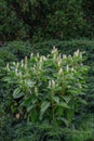 Indian pokeweed phytolacca acinosa, white flowering plant