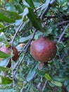 Indian pomegranate garden looks so pretty and fresh.