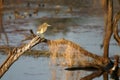 Indian pond heron Royalty Free Stock Photo