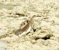 Indian Pond-Heron Royalty Free Stock Photo
