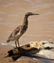 Indian pond heron Royalty Free Stock Photo