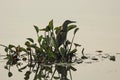 Indian pond heron amongst the water hyacinth at sunrise