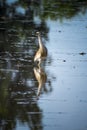 Indian Pond Heron, Ardeola gray, in the nature swamp habitat, Bird in the water for hunting. Brown heron from Asia. Royalty Free Stock Photo