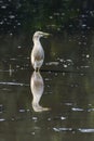 Indian Pond Heron, Ardeola gray, in the nature swamp habitat, Bird in the water for hunting. Brown heron from Asia. Royalty Free Stock Photo