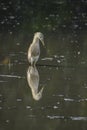 Indian Pond Heron, Ardeola gray, in the nature swamp habitat, Bird in the water for hunting. Brown heron from Asia. Royalty Free Stock Photo