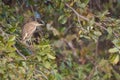 Indian pond heron Ardeola grayii on a branch.