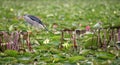 Indian pond heron (Ardeola grayii) on Dal lake Royalty Free Stock Photo